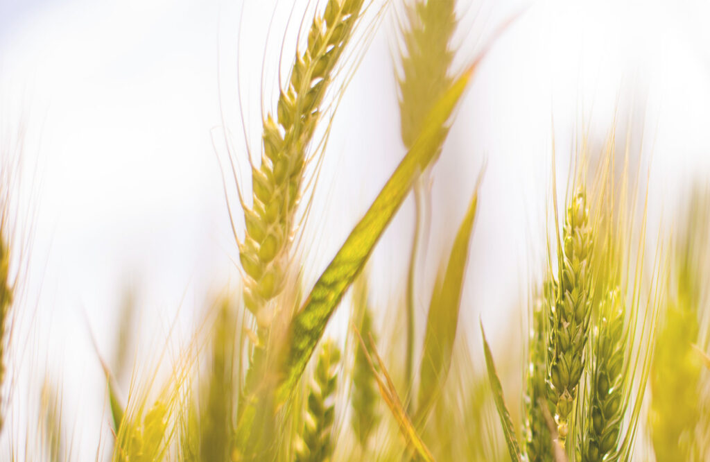 V Círculos de encuentro Marisa Moresco